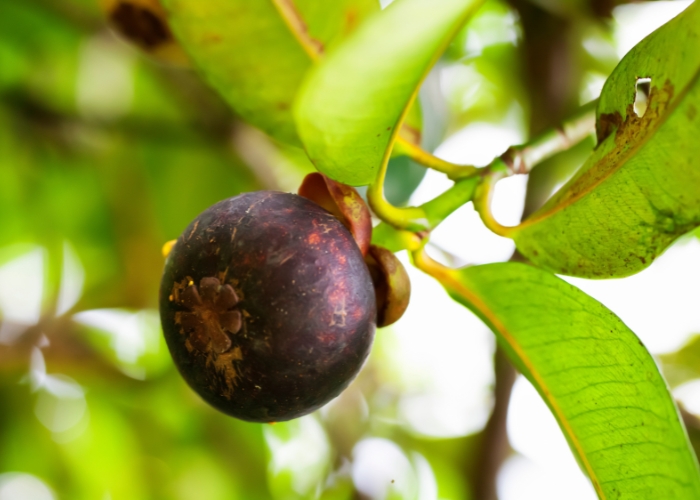 Fattah mangosteen - fresh