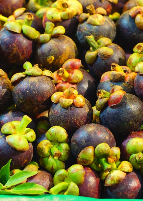 Fattah Mangosteen